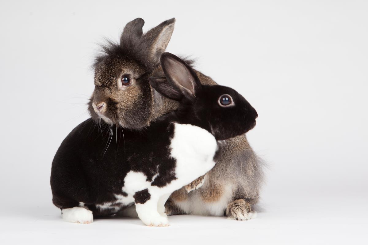 Kali and Simon, rabbits